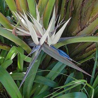 Strelitzia nicolai Seeds - Giant Bird of Paradise - Indigenous Flowering Tree, Shrub