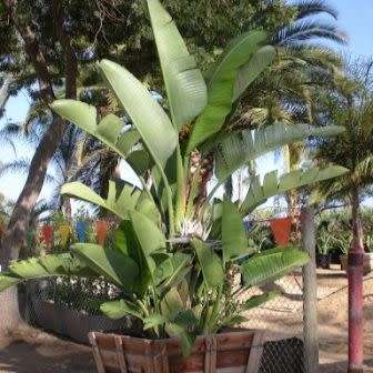 Strelitzia nicolai Seeds - Giant Bird of Paradise - Indigenous Flowering Tree, Shrub