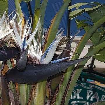 Strelitzia nicolai Seeds - Giant Bird of Paradise - Indigenous Flowering Tree, Shrub