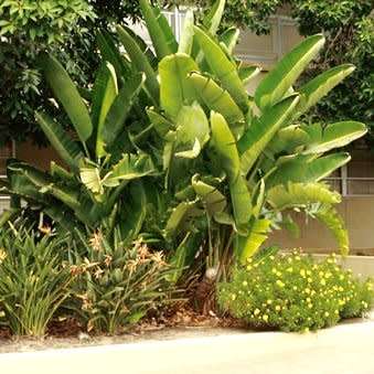 Strelitzia nicolai Seeds - Giant Bird of Paradise - Indigenous Flowering Tree, Shrub