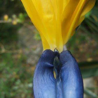 Strelitzia reginae Mandela's Gold Seeds - Rare Indigenous Flowering Shrub