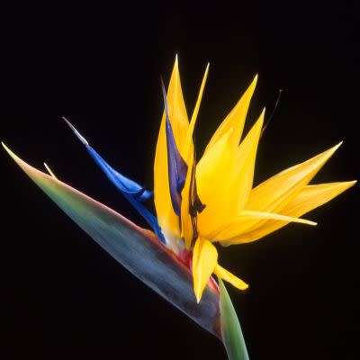 Strelitzia reginae Mandela's Gold Seeds - Rare Indigenous Flowering Shrub