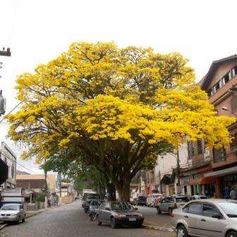 Tabebuia chrysotricha - Golden Trumpet Tree Seeds - Exotic Tree - Flat Ship Rate