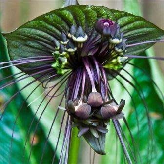 Black Bat Flower Plant Seeds ~ 5 Tacca chantrieri Seeds - Exotic Perennial Bulb Seeds