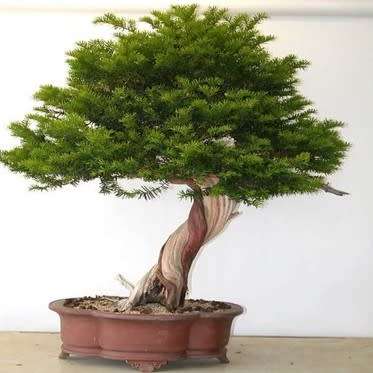Taxus cuspidata capitata - Japanese Yew Bonsai - 5 Seeds + FREE Gifts Seeds + Bonsai eBook