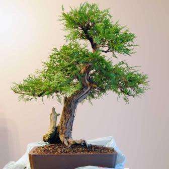 Thuja orientalis aka Platycladus orientalis Bonsai - 10+ Seeds + FREE Gifts Seeds + Bonsai eBook