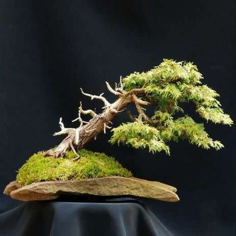 Thuja orientalis aka Platycladus orientalis Bonsai - 10+ Seeds + FREE Gifts Seeds + Bonsai eBook