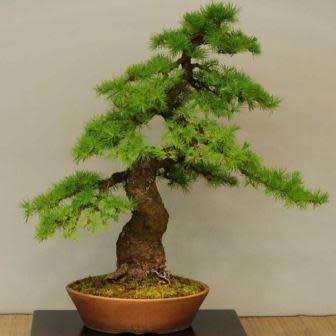 Thuja orientalis aka Platycladus orientalis Bonsai - 10+ Seeds + FREE Gifts Seeds + Bonsai eBook
