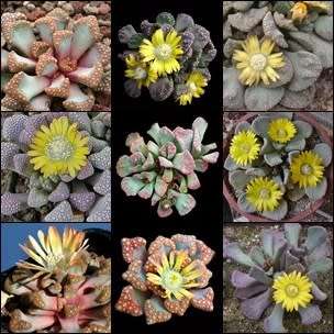 5 Titanopsis Species Mixed Seeds - Indigenous South African Mesemb Succulent Seeds For Sale