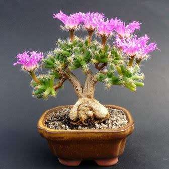 Trichodiadema densum - Desert Rose Seeds - Indigenous + FREE Bonsai eBook