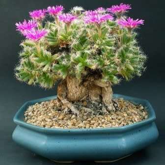 Trichodiadema densum - Desert Rose Seeds - Indigenous + FREE Bonsai eBook