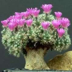 Trichodiadema densum - Desert Rose Seeds - Indigenous + FREE Bonsai eBook