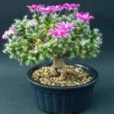 Trichodiadema densum - Desert Rose Seeds - Indigenous + FREE Bonsai eBook