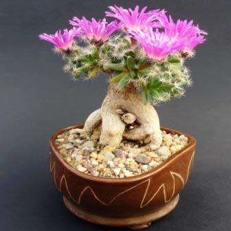 Trichodiadema densum - Desert Rose Seeds - Indigenous + FREE Bonsai eBook