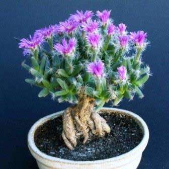 Trichodiadema densum - Desert Rose Seeds - Indigenous + FREE Bonsai eBook