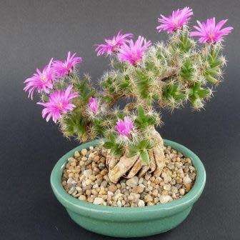 Trichodiadema densum - Desert Rose Seeds - Indigenous + FREE Bonsai eBook