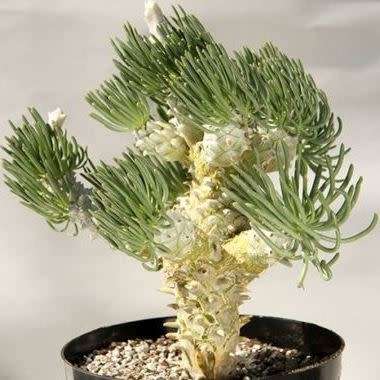 Tylecodon cacalioides - 10+ Seed Pack - Natural Bonsai - Indigenous Endemic