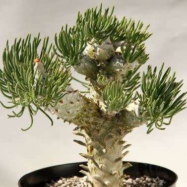 Tylecodon cacalioides - 10+ Seed Pack - Natural Bonsai - Indigenous Endemic