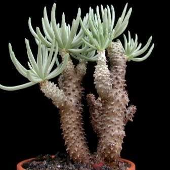 Tylecodon cacalioides - 10+ Seed Pack - Natural Bonsai - Indigenous Endemic