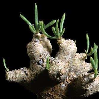 Tylecodon cacalioides - 10+ Seed Pack - Natural Bonsai - Indigenous Endemic