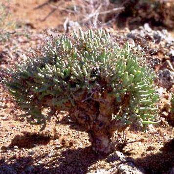 Tylecodon reticulatus Seeds - South African Indigenous Caudiciform Succulent
