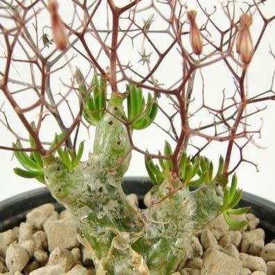 Tylecodon reticulatus Seeds - South African Indigenous Caudiciform Succulent