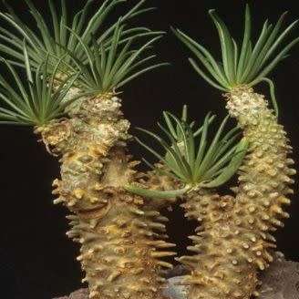 Tylecodon wallichii - 10+ Seed Pack - Indigenous South African Endemic Caudiciform Succulent - NEW