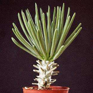 Tylecodon wallichii - 10+ Seed Pack - Indigenous South African Endemic Caudiciform Succulent - NEW