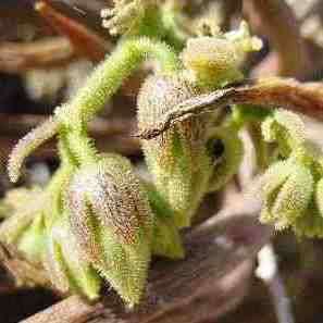 Tylecodon wallichii - 10+ Seed Pack - Indigenous South African Endemic Caudiciform Succulent - NEW
