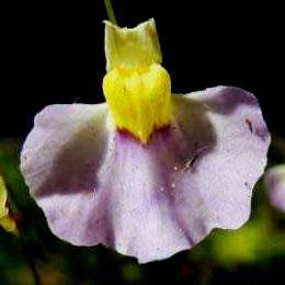 10+ Utricularia bisquamata Seeds - Indigenous Insectivorous Carnivorous Plant - Bladderwort Aquatic