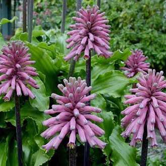 Veltheimia bracteata Seeds - Indigenous Endemic Perennial Bulb - Combined Global Shipping