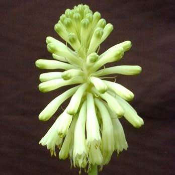 Veltheimia bracteata Lemon Flame Seeds - Indigenous Endemic Perennial Bulb - Combined Shipping