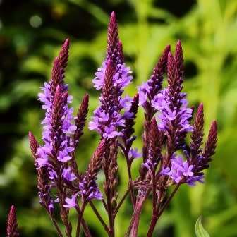 10 Pink Vervain Seeds - Verbena hastata rosea Seeds - Perennial Flower Seeds