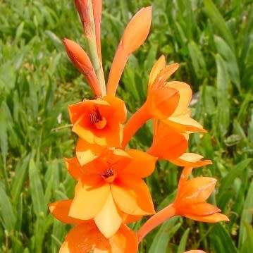 5 Watsonia stenosiphon Seeds - RARE South African Indigenous Perennial Bulb - Combined Global Ship