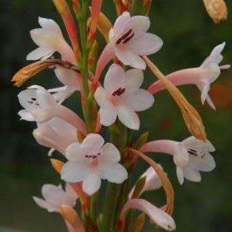 5 Watsonia wilmaniae Seeds - South African Indigenous Perennial Bulb Seeds From Africa