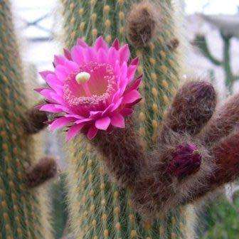 Weberbauerocereus johnsonii Short Thorn - 5 Seed Pack - Exotic Cactus Succulent