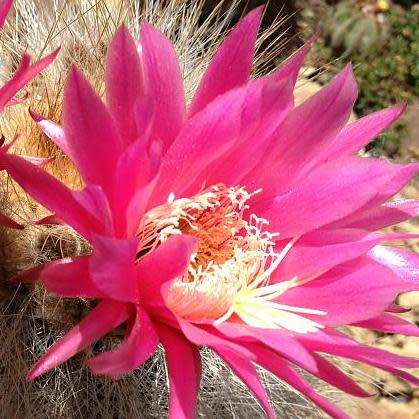 Weberbauerocereus johnsonii Short Thorn - 5 Seed Pack - Exotic Cactus Succulent