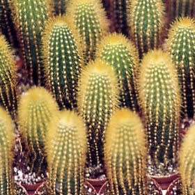 Weberbauerocereus johnsonii Short Thorn - 5 Seed Pack - Exotic Cactus Succulent