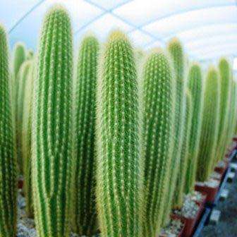 Weberbauerocereus johnsonii Short Thorn - 5 Seed Pack - Exotic Cactus Succulent