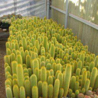 Weberbauerocereus johnsonii Short Thorn - 5 Seed Pack - Exotic Cactus Succulent