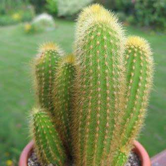 Weberbauerocereus johnsonii Short Thorn - 5 Seed Pack - Exotic Cactus Succulent
