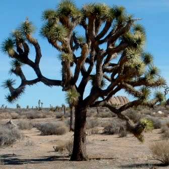 Joshua Tree - Yucca brevifolia - 5 Seed Pack - Exotic Succulent Edible Fruit - Flat Ship Rate