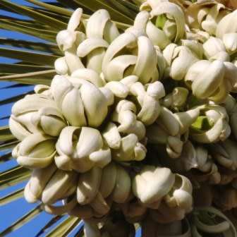 Joshua Tree - Yucca brevifolia - 5 Seed Pack - Exotic Succulent Edible Fruit - Flat Ship Rate
