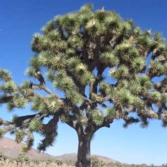 Joshua Tree - Yucca brevifolia - 5 Seed Pack - Exotic Succulent Edible Fruit - Flat Ship Rate