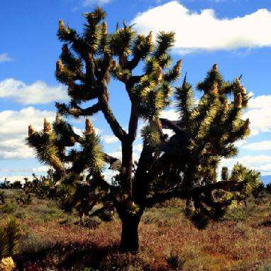Joshua Tree - Yucca brevifolia - 5 Seed Pack - Exotic Succulent Edible Fruit - Flat Ship Rate