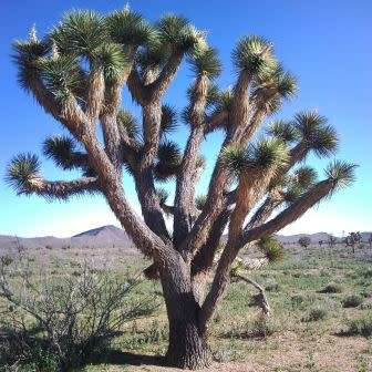 Joshua Tree - Yucca brevifolia - 5 Seed Pack - Exotic Succulent Edible Fruit - Flat Ship Rate