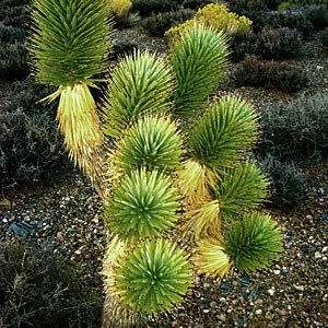 Joshua Tree - Yucca brevifolia - 5 Seed Pack - Exotic Succulent Edible Fruit - Flat Ship Rate