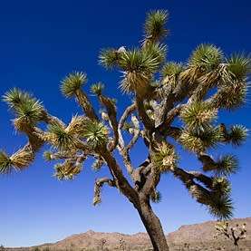 Joshua Tree - Yucca brevifolia - 5 Seed Pack - Exotic Succulent Edible Fruit - Flat Ship Rate