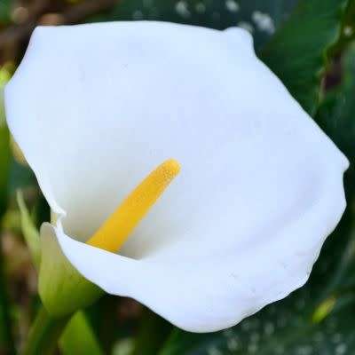 Zantedeschia aethiopica Seeds - White Arum Lily - Indigenous Perennial Bulb - Worldwide Delivery