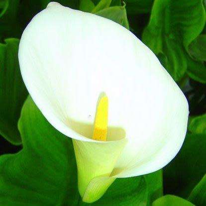 Zantedeschia aethiopica Seeds - White Arum Lily - Indigenous Perennial Bulb - Worldwide Delivery